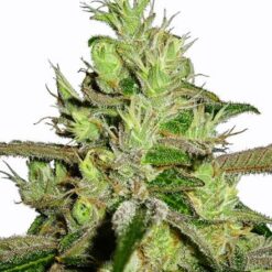 CBD Lemon Skunk (1:30)