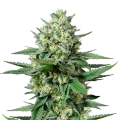 Buy CBD Girl Scout Cookies Seeds 1:1