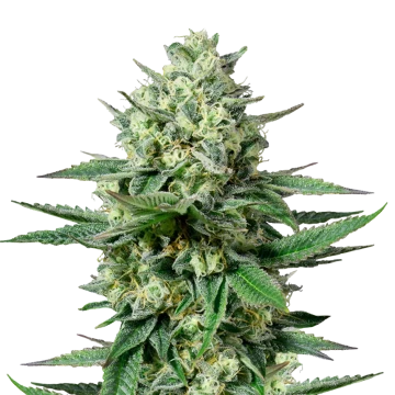 ACDC Strain Seeds