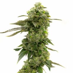 CBD Candida Seeds