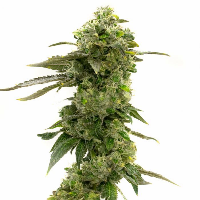 CBD Candida Seeds